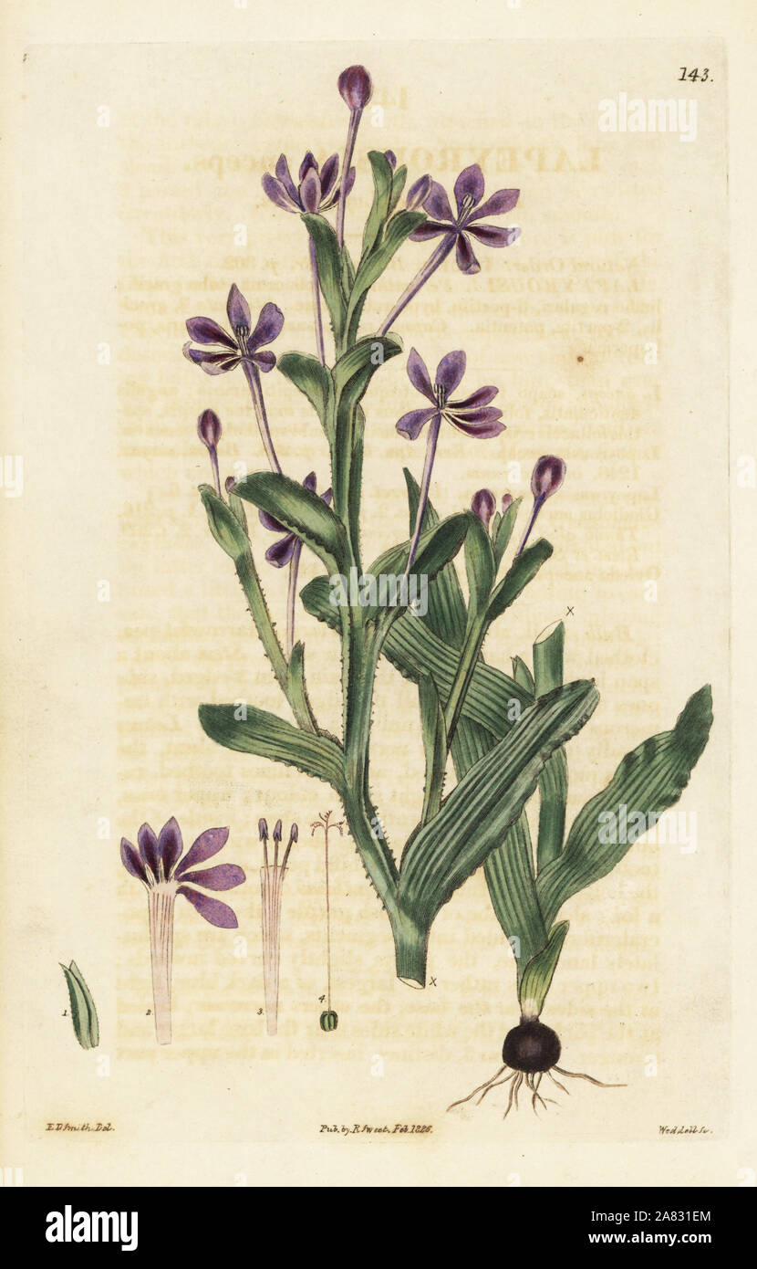 Flat-stemmed lapeirousia, Lapeirousia anceps. Handcoloured copperplate engraving by Weddell after a botanical illustration by Edward Dalton Smith from Robert Sweet's The British Flower Garden, Ridgeway, London, 1826. Stock Photo