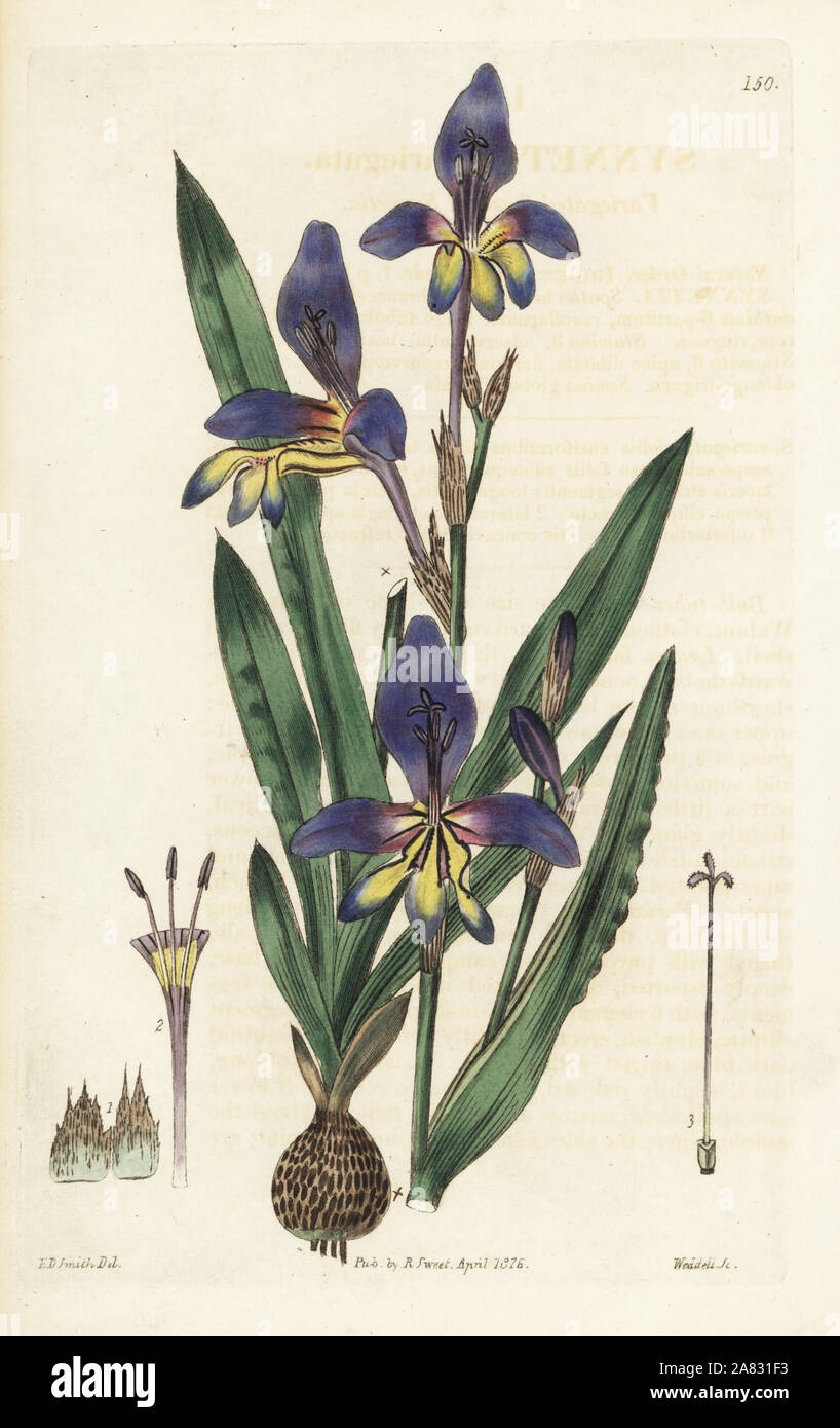 Sparaxis variegata (Variegated-flowered synnotia, Synnotia variegata). Handcoloured copperplate engraving by Weddell after a botanical illustration by Edward Dalton Smith from Robert Sweet's The British Flower Garden, Ridgeway, London, 1826. Stock Photo
