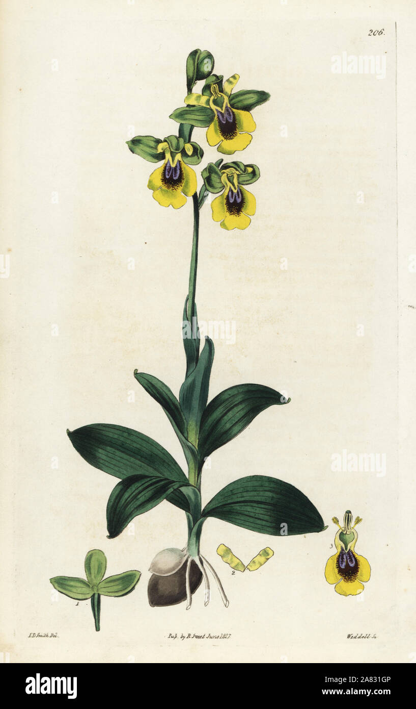 Yellow-flowered ophrys, Ophrys lutea. Handcoloured copperplate engraving by Weddell after a botanical illustration by Edward Dalton Smith from Robert Sweet's The British Flower Garden, Ridgeway, London, 1827. Stock Photo