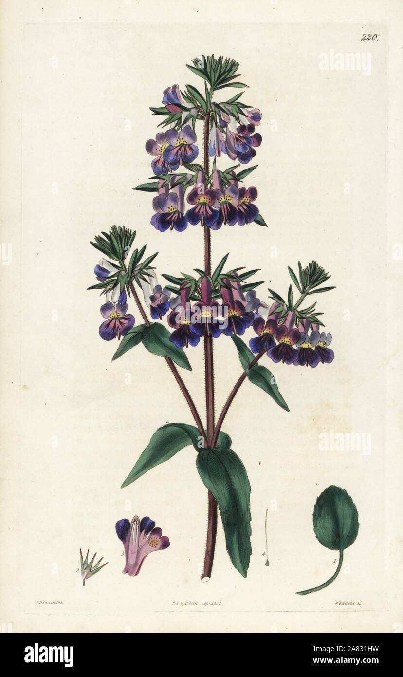 Vernal collinsia, Collinsia verna. Handcoloured copperplate engraving by Weddell after a botanical illustration by Edward Dalton Smith from Robert Sweet's The British Flower Garden, Ridgeway, London, 1827. Stock Photo