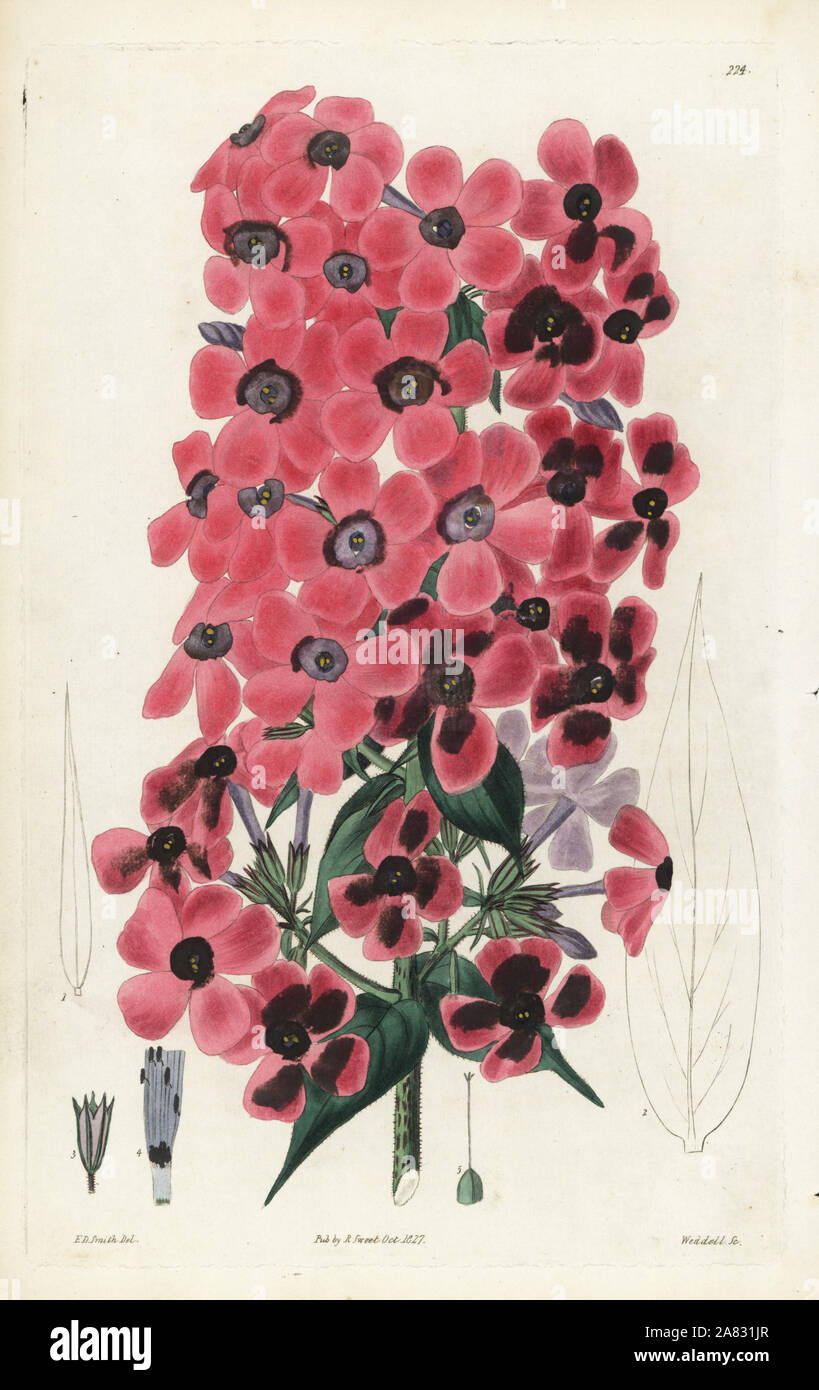 Sweet-scented lychnidea, Phlox odorata. Handcoloured copperplate engraving by Weddell after a botanical illustration by Edward Dalton Smith from Robert Sweet's The British Flower Garden, Ridgeway, London, 1827. Stock Photo