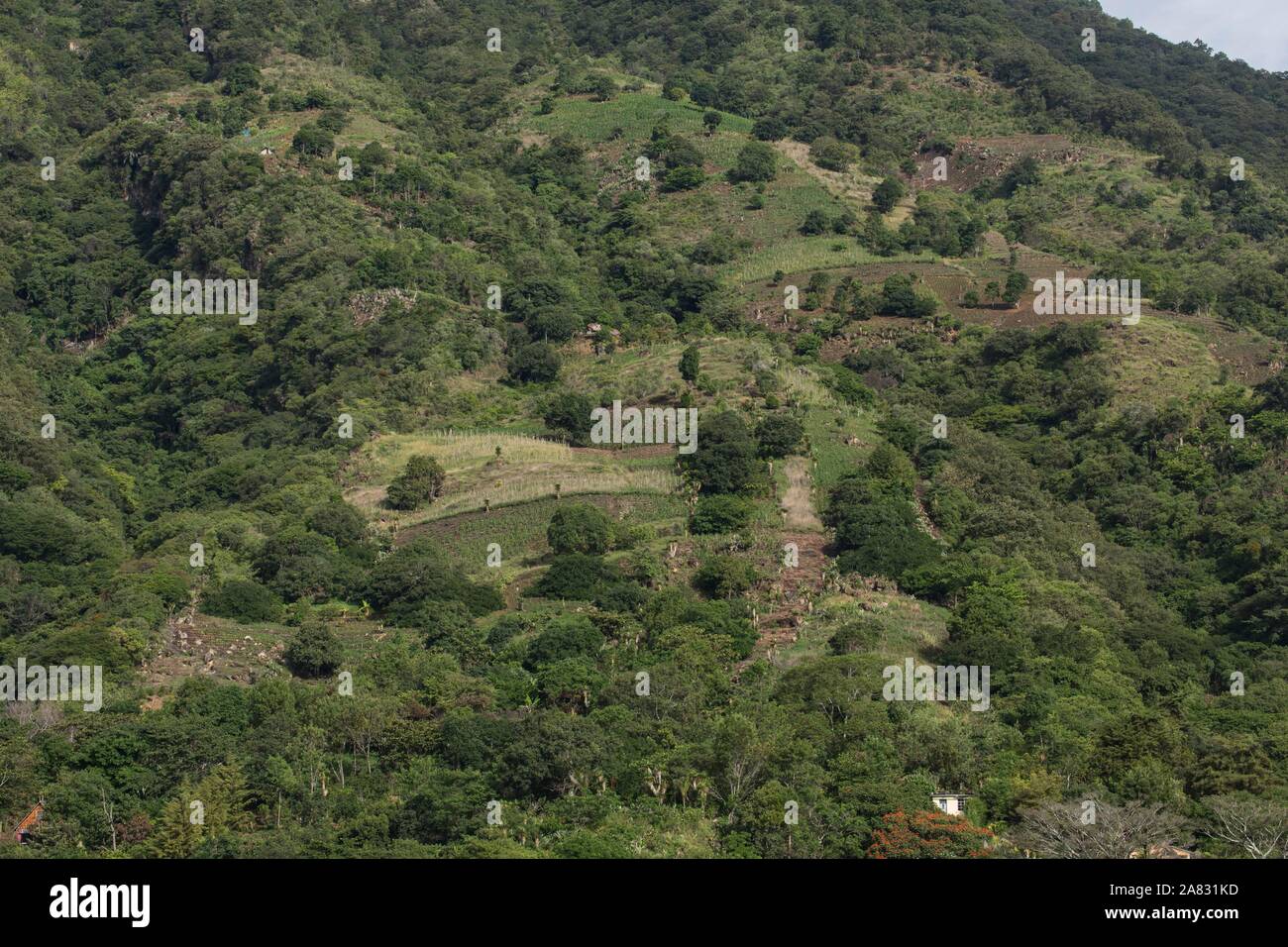 Small farm plots in the rich volcanic soil on the slopes of the Atitlan Volcano, Lake Atitlan, Guatemala. Stock Photo
