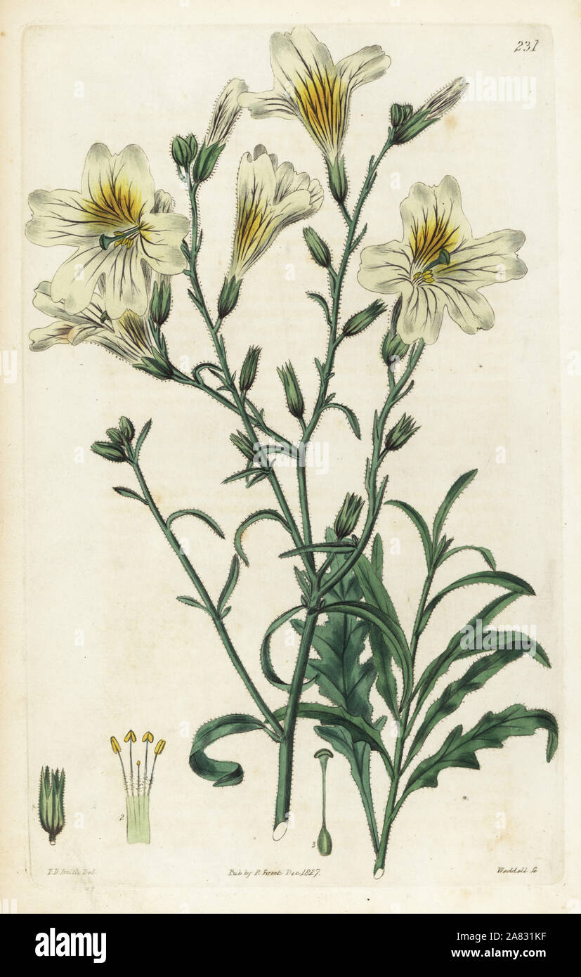 Velvet trumpet flower, Salpiglossis sinuata (Straw-coloured salpiglossis, Salpiglossis straminea). Handcoloured copperplate engraving by Weddell after a botanical illustration by Edward Dalton Smith from Robert Sweet's The British Flower Garden, Ridgeway, London, 1827. Stock Photo