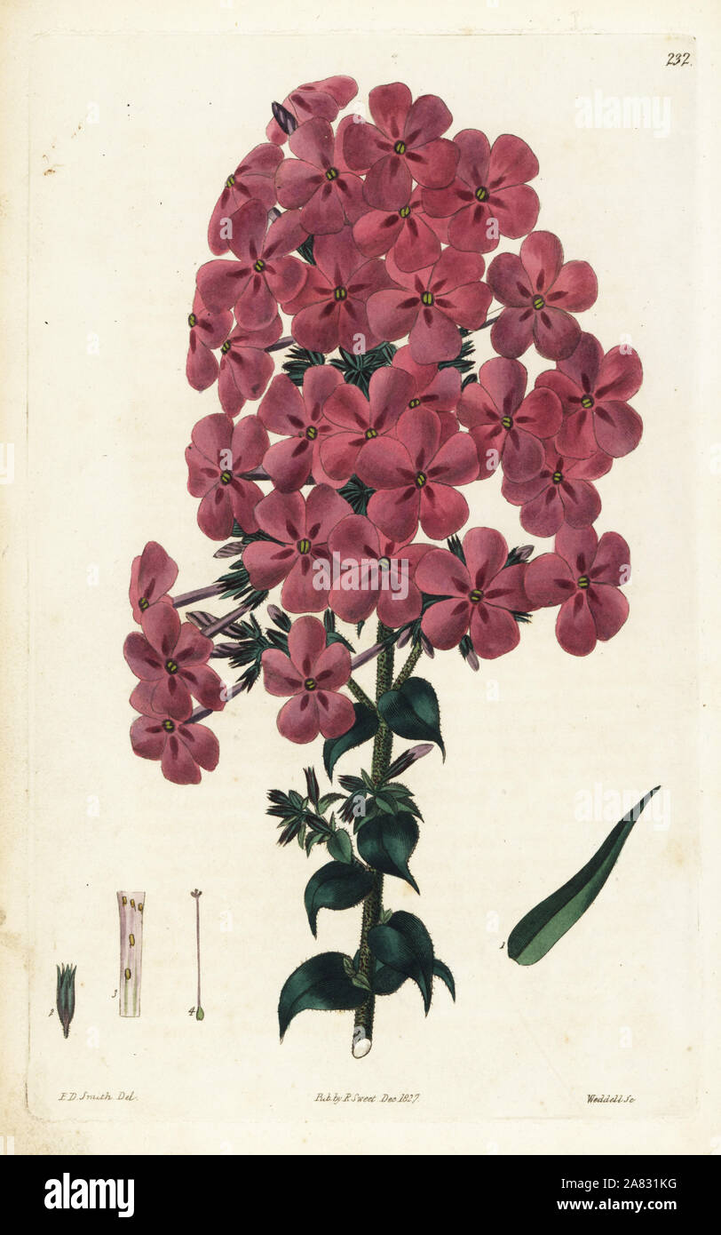 Reflexed-leaved lychnidea, Phlox reflexa. Handcoloured copperplate engraving by Weddell after a botanical illustration by Edward Dalton Smith from Robert Sweet's The British Flower Garden, Ridgeway, London, 1827. Stock Photo