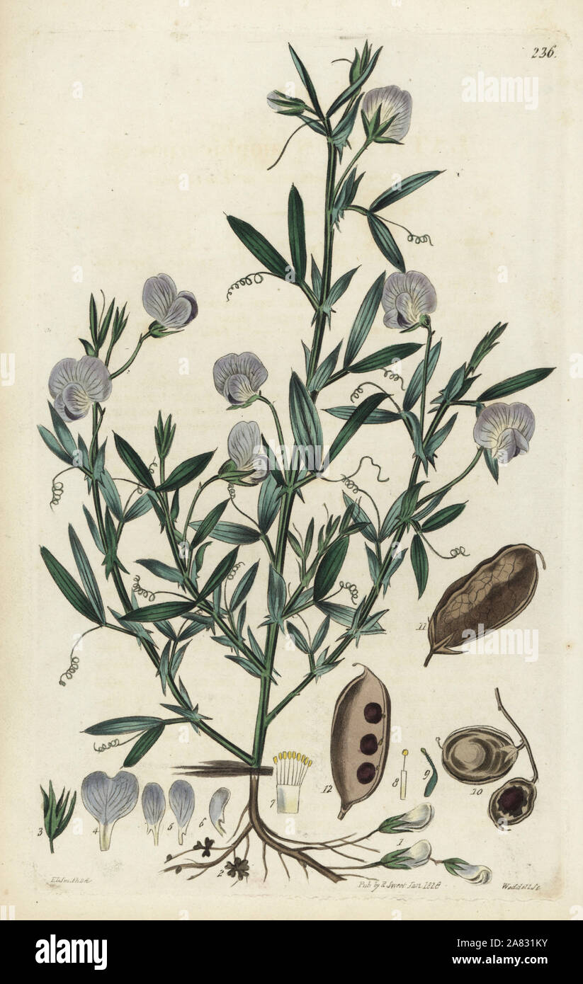 Chickling pea, subterranean lathyrus or earth-pea, Lathyrus amphicarpos. Handcoloured copperplate engraving by Weddell after a botanical illustration by Edward Dalton Smith from Robert Sweet's The British Flower Garden, Ridgeway, London, 1828. Stock Photo