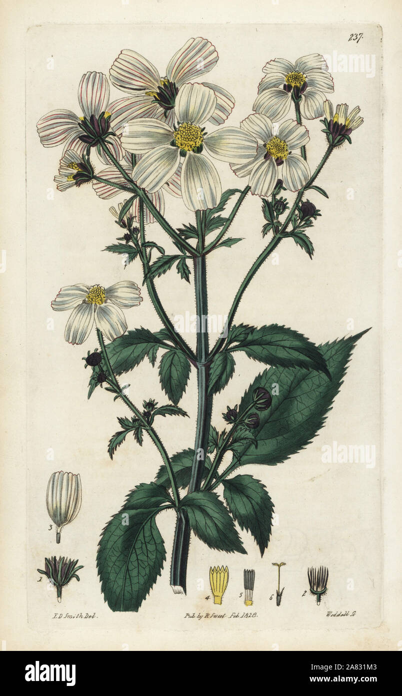 Spanish needle, Bidens pilosa (Striped-flowered bidens, Bidens striata). Handcoloured copperplate engraving by Weddell after a botanical illustration by Edward Dalton Smith from Robert Sweet's The British Flower Garden, Ridgeway, London, 1828. Stock Photo