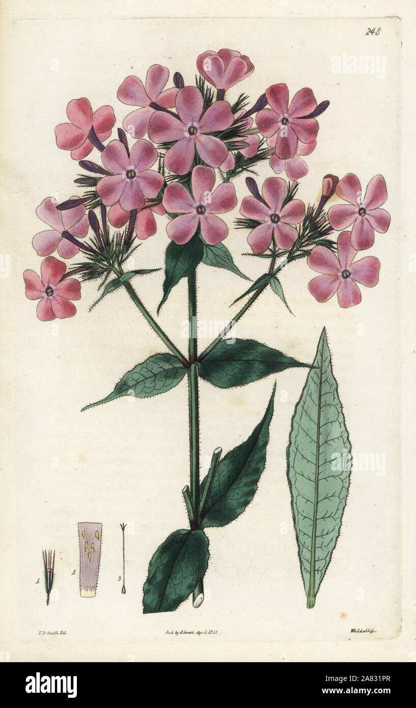 Rough-leaved lychnidea, Phlox scabra. Handcoloured copperplate engraving by Weddell after a botanical illustration by Edward Dalton Smith from Robert Sweet's The British Flower Garden, Ridgeway, London, 1828. Stock Photo
