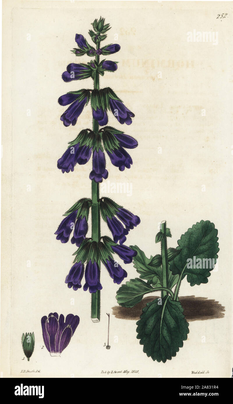 Pyrenean deadnettle or dragonmouth, Horminum pyrenaicum. Handcoloured copperplate engraving by Weddell after a botanical illustration by Edward Dalton Smith from Robert Sweet's The British Flower Garden, Ridgeway, London, 1828. Stock Photo