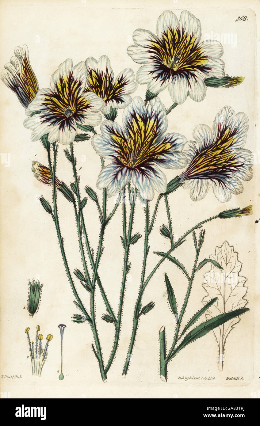 Painted tongue, Salpiglossis sinuata (Painted salpiglossis, Salpiglossis picta). Handcoloured copperplate engraving by Weddell after a botanical illustration by Edward Dalton Smith from Robert Sweet's The British Flower Garden, Ridgeway, London, 1828. Stock Photo