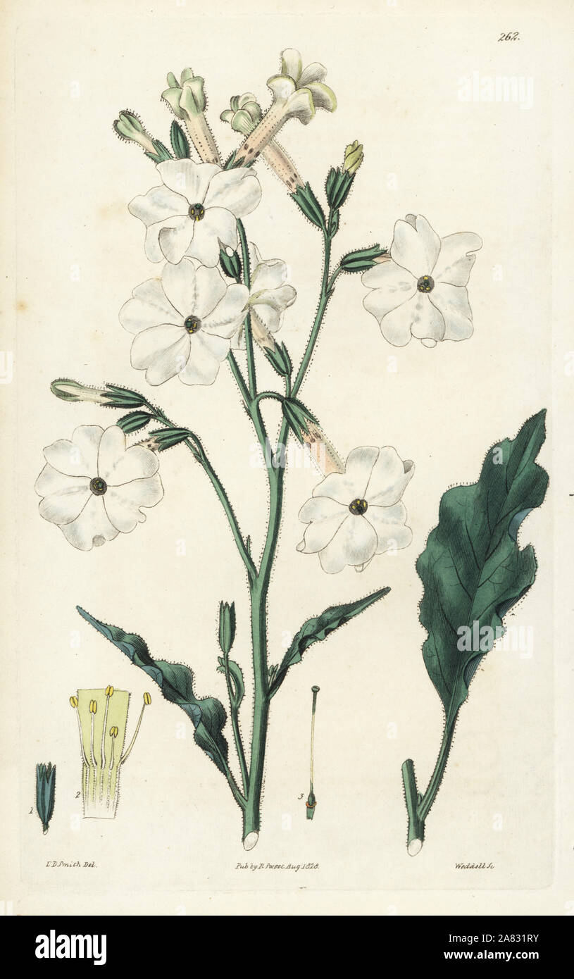 Night-flowering tobacco, Nicotiana noctiflora. Handcoloured copperplate engraving by Weddell after a botanical illustration by Edward Dalton Smith from Robert Sweet's The British Flower Garden, Ridgeway, London, 1828. Stock Photo