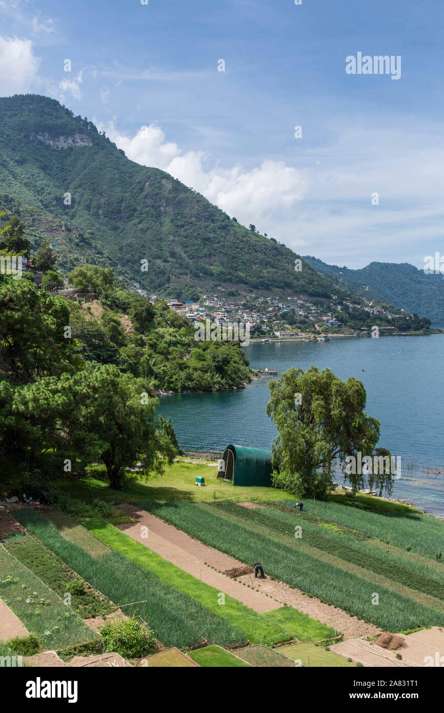 Terraced farm fields on the shore of Lake Atitlan in Guatemala with San Antonio Palopo in the background. Stock Photo