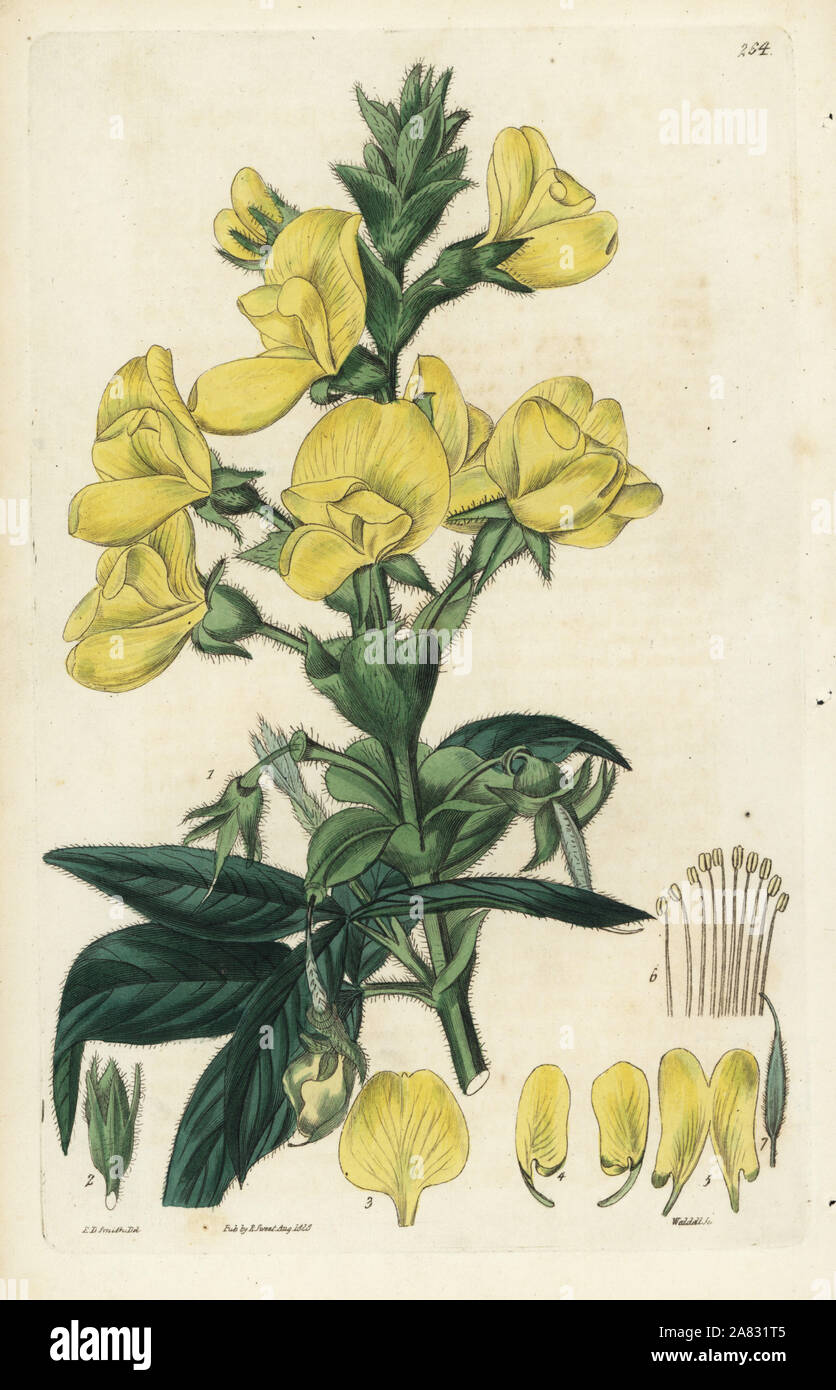 Nepaul piptanthus, Piptanthus nepalensis. Handcoloured copperplate engraving by Weddell after a botanical illustration by Edward Dalton Smith from Robert Sweet's The British Flower Garden, Ridgeway, London, 1828. Stock Photo