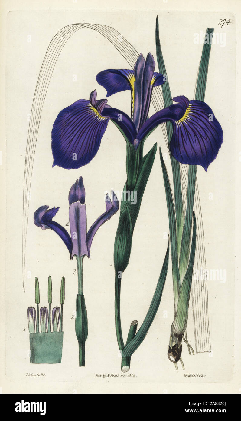 Three-toothed iris, Iris tridentata. Handcoloured copperplate engraving by Weddell after a botanical illustration by Edward Dalton Smith from Robert Sweet's The British Flower Garden, Ridgeway, London, 1828. Stock Photo