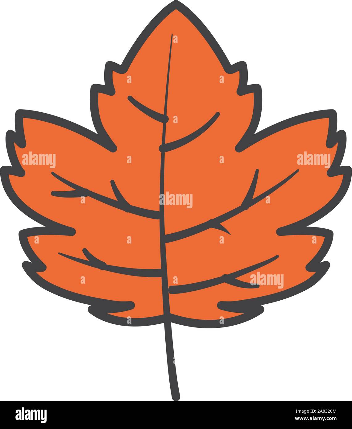 autumn maple leaf nature foliage on white background vector ...