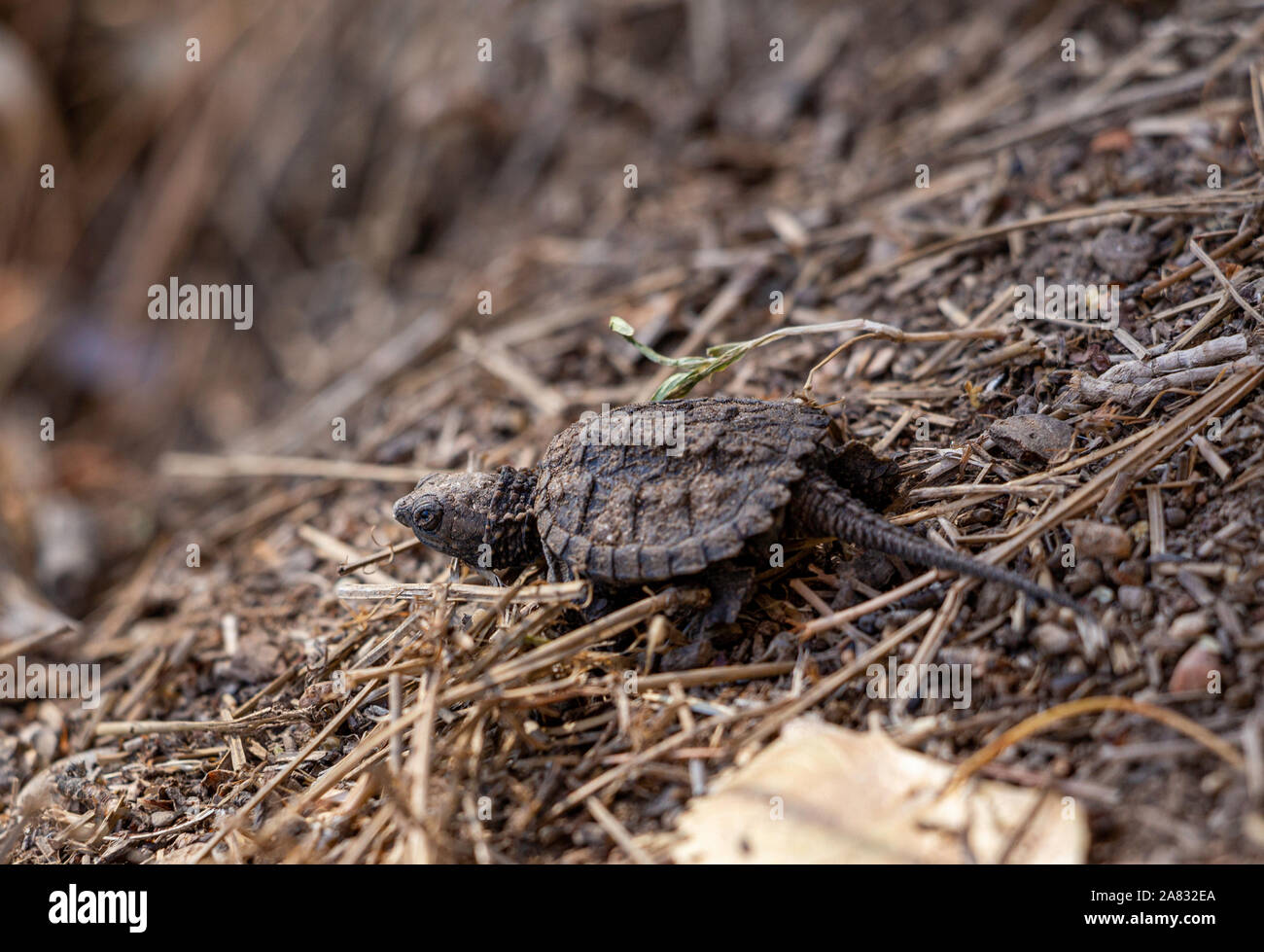 Juvenile Common Snapping turtles (Chelydra serpentina) hatching leaving