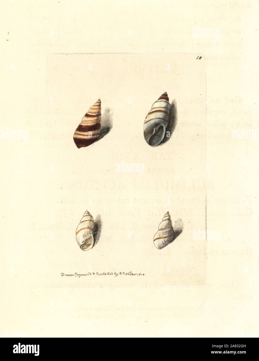 Acute and three-banded bulimulus snails, Bulimulus acutus and Bulimulus trifasciatus. Handcoloured copperplate engraving drawn and engraved by Richard Polydore Nodder from William Elford Leach's Zoological Miscellany, McMillan, London, 1814. Stock Photo