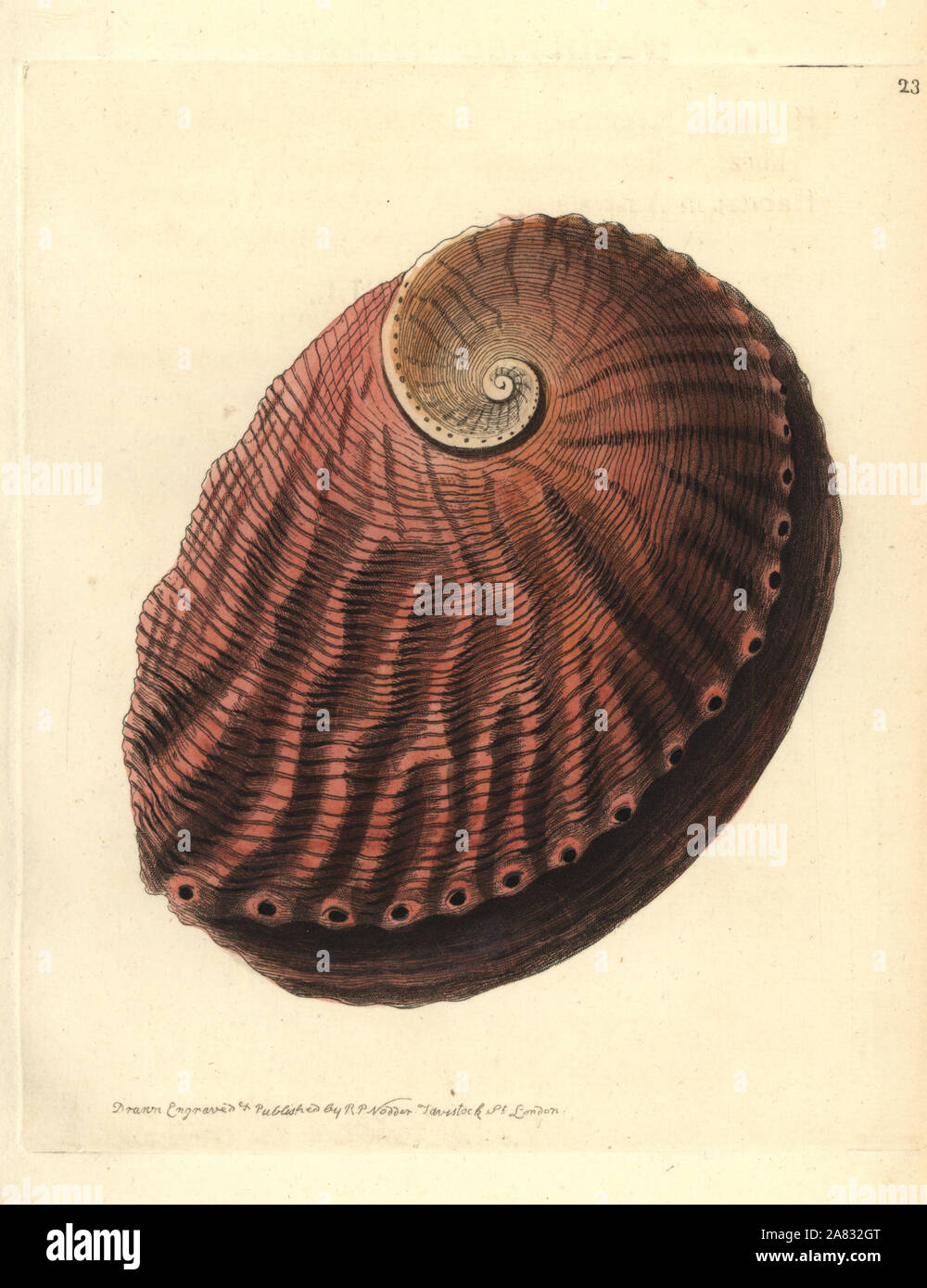 Blacklip abalone, Haliotis rubra (Red earshell, Haliotis ruber ...