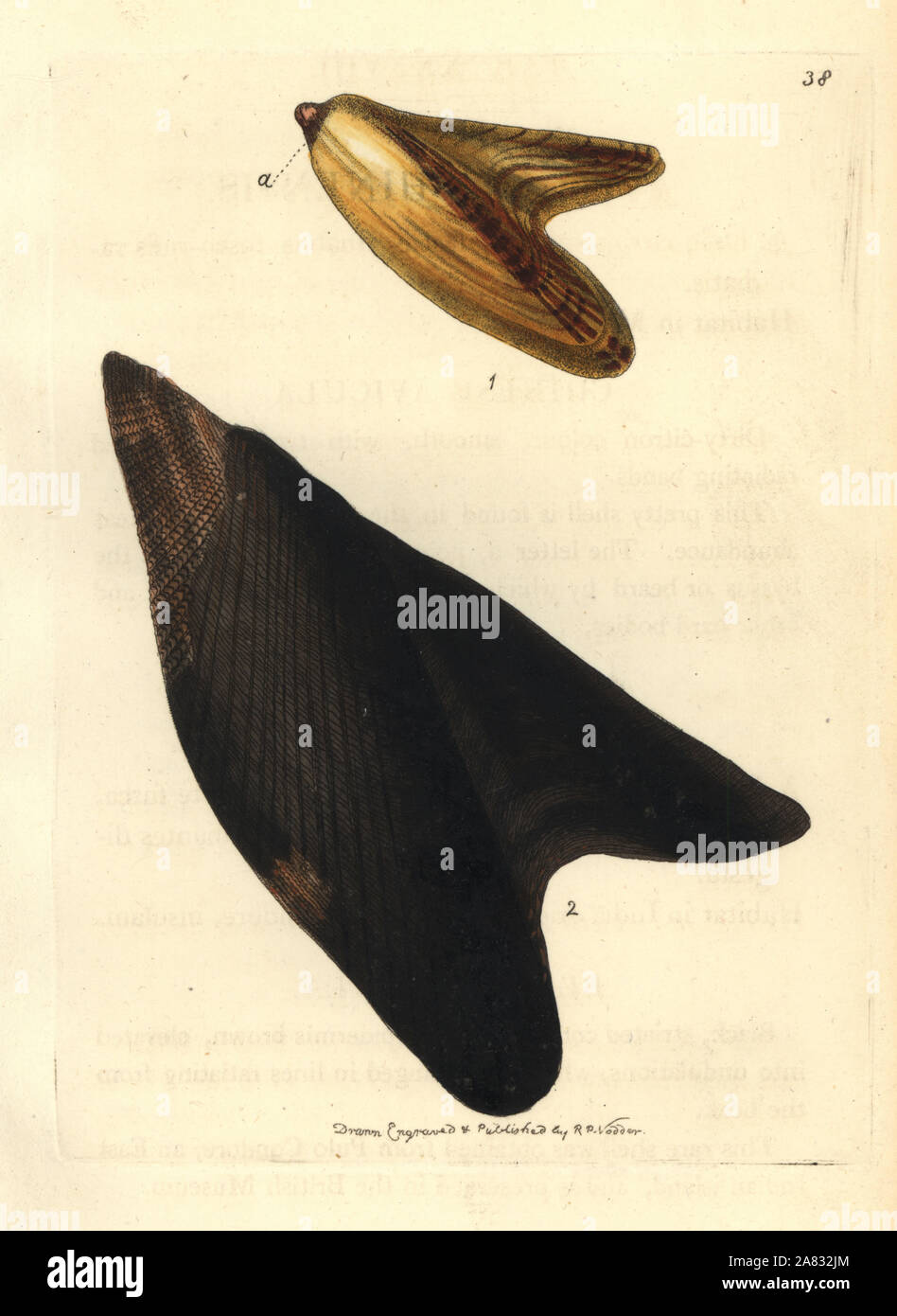 Pteria avicular shells (Chinese avicula, Avicula chinensis, and black avicula, Avicula morio). Handcoloured copperplate engraving drawn and engraved by Richard Polydore Nodder from William Elford Leach's Zoological Miscellany, McMillan, London, 1814. Stock Photo