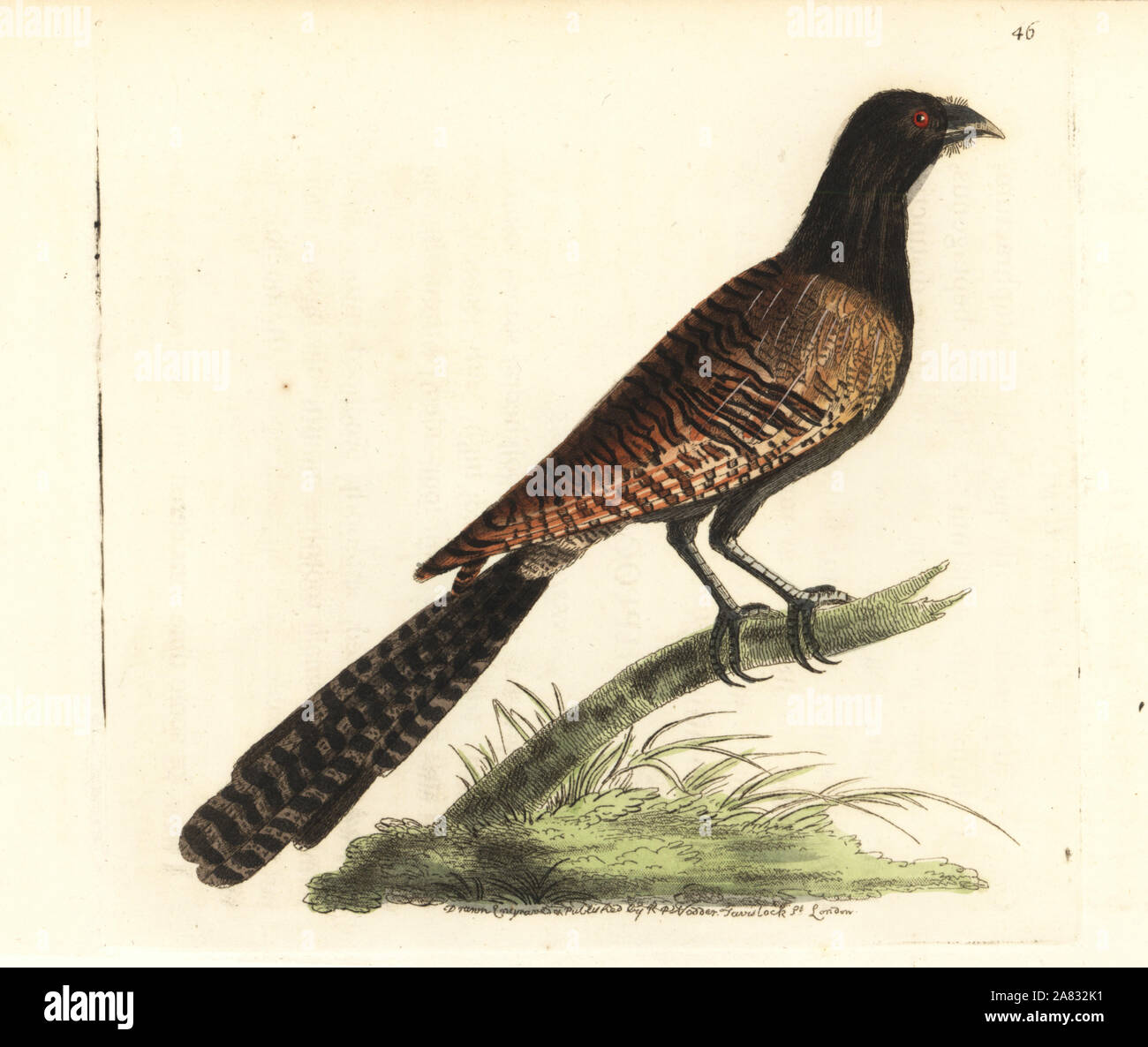 Pheasant coucal, Centropus phasianinus (Polophilus phasianus). Handcoloured copperplate engraving drawn and engraved by Richard Polydore Nodder from William Elford Leach's Zoological Miscellany, McMillan, London, 1814. Stock Photo
