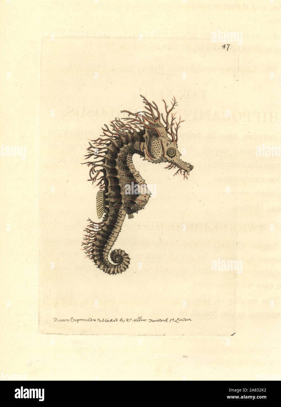 Long-snouted seahorse, Hippocampus guttulatus (Twig-bearing seahorse, Hippocampus ramulosus). Handcoloured copperplate engraving drawn and engraved by Richard Polydore Nodder from William Elford Leach's Zoological Miscellany, McMillan, London, 1814. Stock Photo