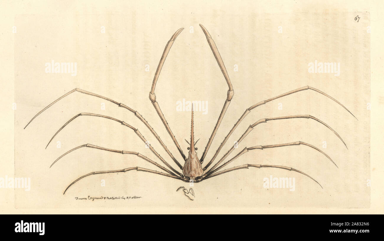 Yellowline arrow crab, Stenorhynchus seticornis (Dart-bearing leptopodia, Leptopodia sagittaria). Handcoloured copperplate engraving drawn and engraved by Richard Polydore Nodder from William Elford Leach's Zoological Miscellany, McMillan, London, 1815. Stock Photo
