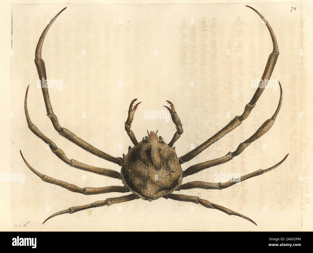 Risso's doclea crab, Doclea rissonii. Handcoloured copperplate engraving drawn and engraved by Richard Polydore Nodder from William Elford Leach's Zoological Miscellany, McMillan, London, 1815. Stock Photo