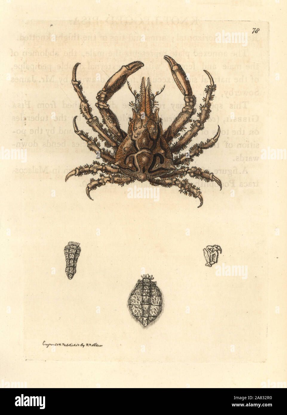 Knot-legged pisa crab, Pisa nodipes. Handcoloured copperplate engraving drawn and engraved by Richard Polydore Nodder from William Elford Leach's Zoological Miscellany, McMillan, London, 1815. Stock Photo
