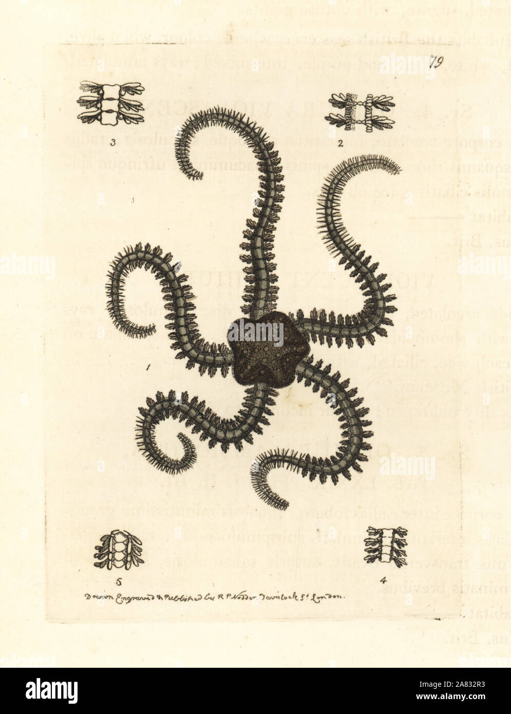 Serpent star species, Ophiura ammothea 1,2,3 and Ophiura linckii 4,5. Handcoloured copperplate engraving drawn and engraved by Richard Polydore Nodder from William Elford Leach's Zoological Miscellany, McMillan, London, 1815. Stock Photo