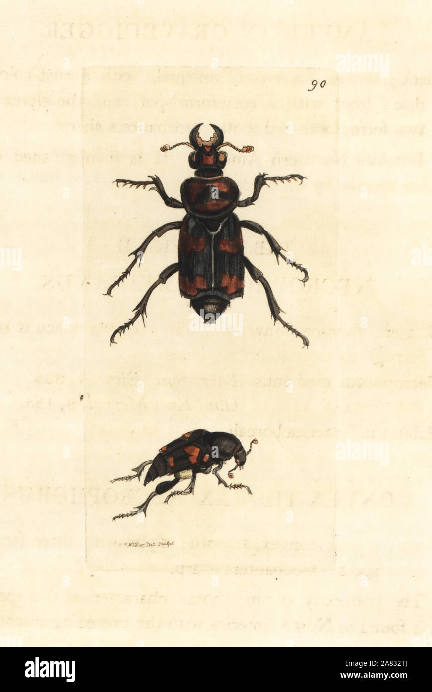 American burying beetle or giant carrion beetle, Nicrophorus americanus, critically endangered, and Necrophorus medianus. Handcoloured copperplate engraving drawn and engraved by Richard Polydore Nodder from William Elford Leach's Zoological Miscellany, McMillan, London, 1815. Stock Photo