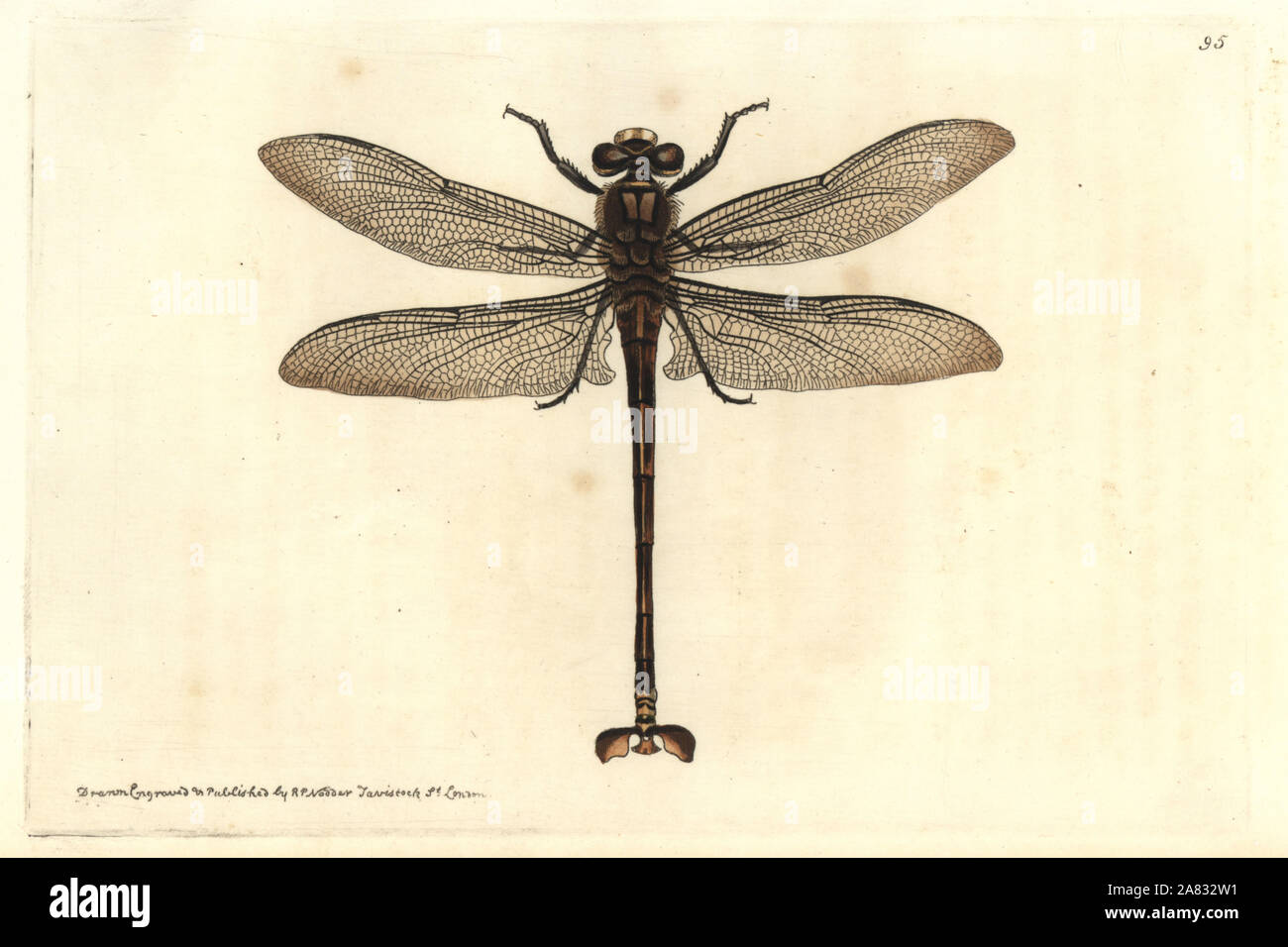 Giant dragonfly, Petalura gigantea. Australia. Handcoloured copperplate engraving drawn and engraved by Richard Polydore Nodder from William Elford Leach's Zoological Miscellany, McMillan, London, 1815. Stock Photo