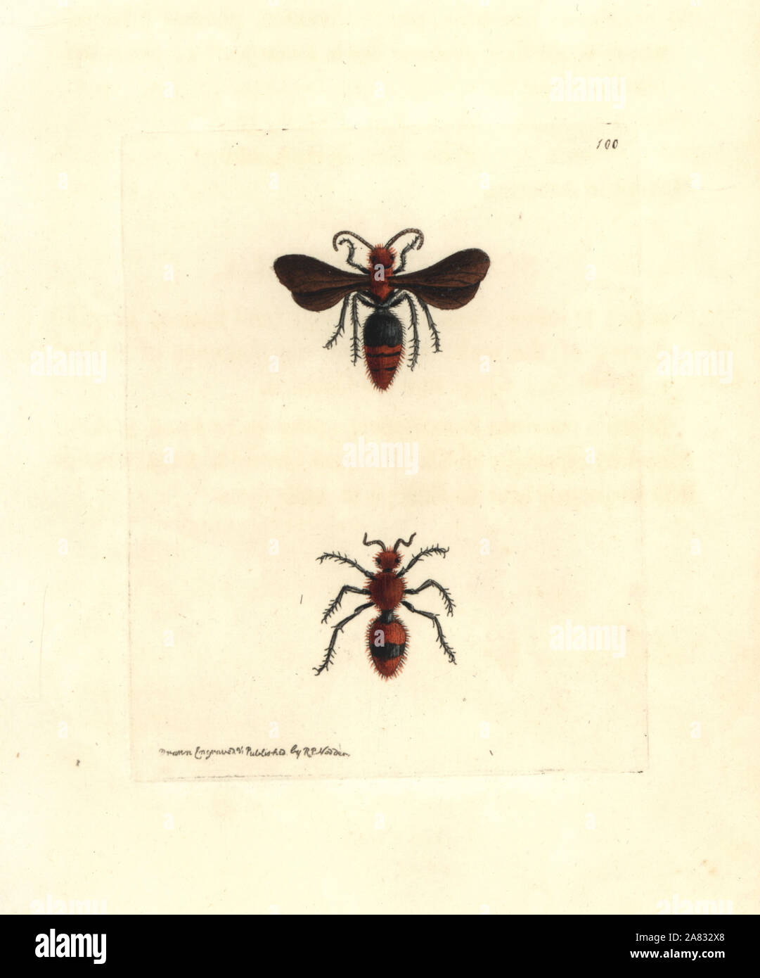 Scarlet mutilla wasp, Mutilla coccinea. Handcoloured copperplate engraving drawn and engraved by Richard Polydore Nodder from William Elford Leach's Zoological Miscellany, McMillan, London, 1815. Stock Photo
