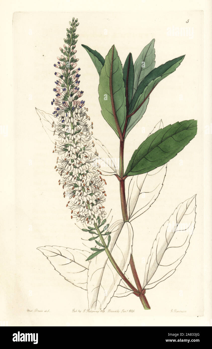 Willow-leaved speedwell, Veronica salicifolia. Handcoloured copperplate engraving by George Barclay after an illustration by Miss Sarah Drake from Edwards' Botanical Register, edited by John Lindley, London, Ridgeway, 1846. Stock Photo