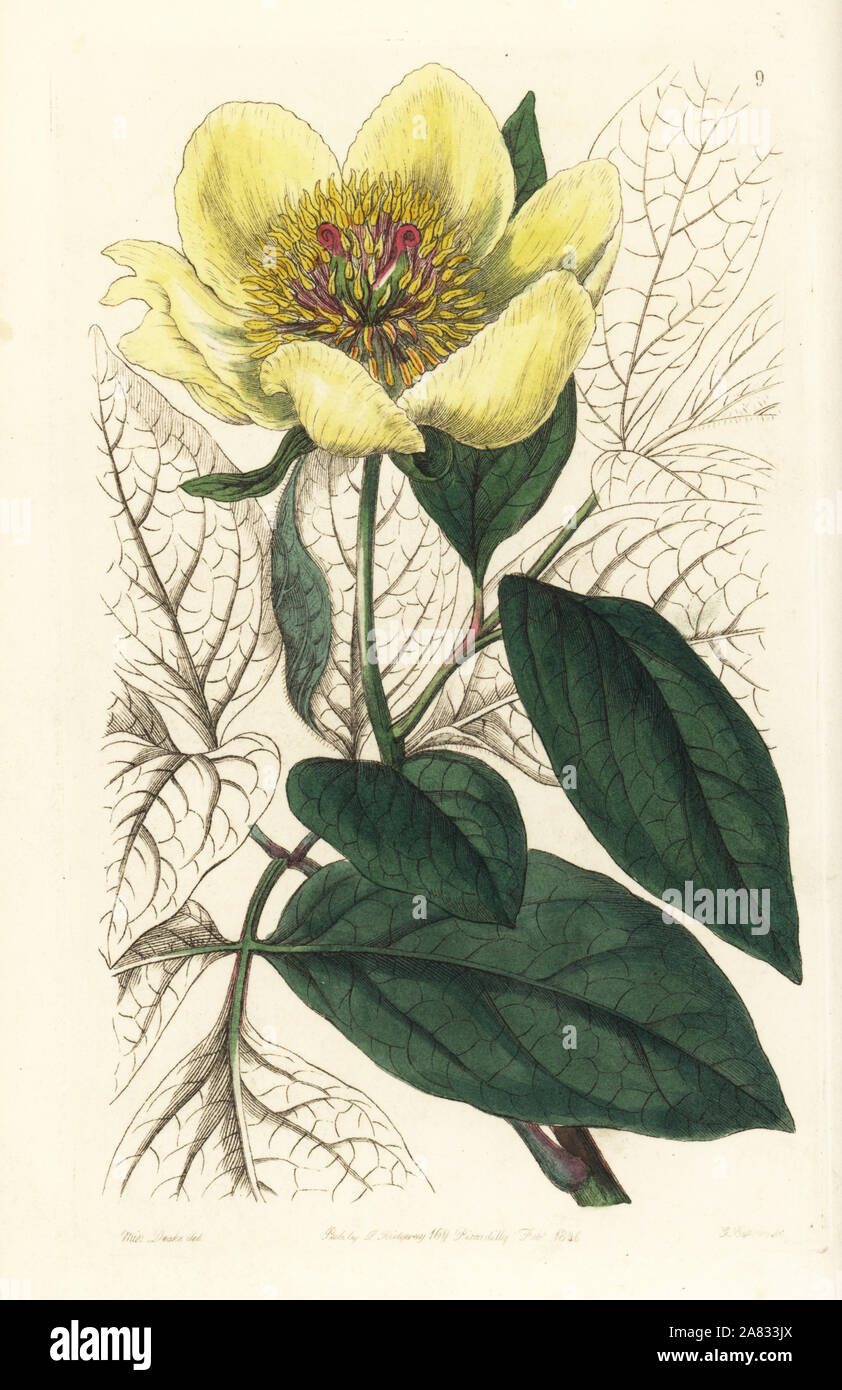 Yellow peony, Paeonia daurica subsp. wittmanniana (Paeonia wittmanniana). Handcoloured copperplate engraving by George Barclay after an illustration by Miss Sarah Drake from Edwards' Botanical Register, edited by John Lindley, London, Ridgeway, 1846. Stock Photo