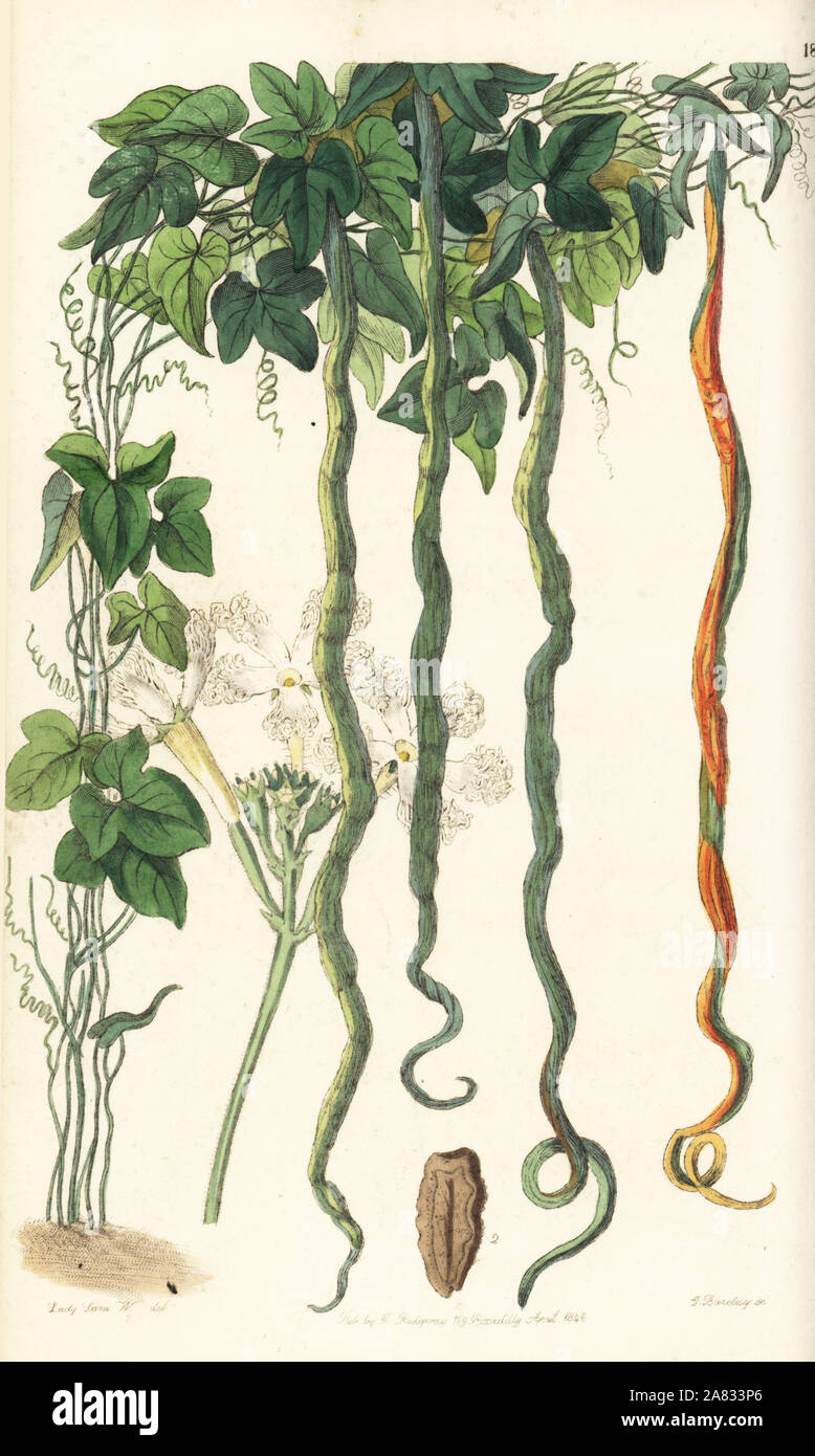 Snake gourd, Trichosanthes cucumerina (Serpent cucumber or hairblossom, Trichosanthes colubrina). Illustration by Lady Sarah Williams. Handcoloured copperplate engraving by George Barclay from Edwards' Botanical Register, edited by John Lindley, London, Ridgeway, 1846. Stock Photo