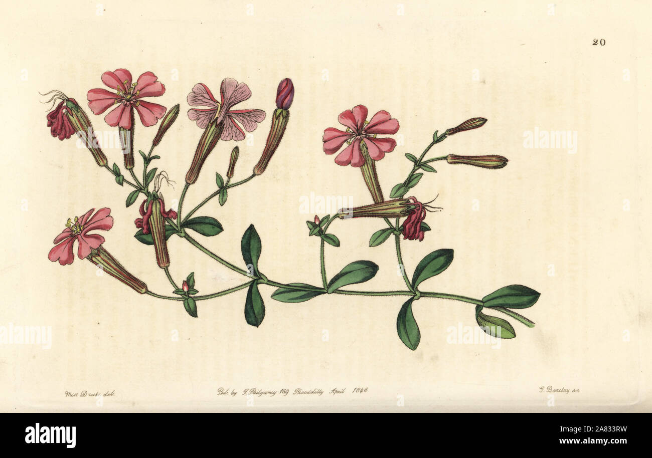 Autumn catchfly or schafta, Silene schafta. Handcoloured copperplate engraving by George Barclay after an illustration by Miss Sarah Drake from Edwards' Botanical Register, edited by John Lindley, London, Ridgeway, 1846. Stock Photo