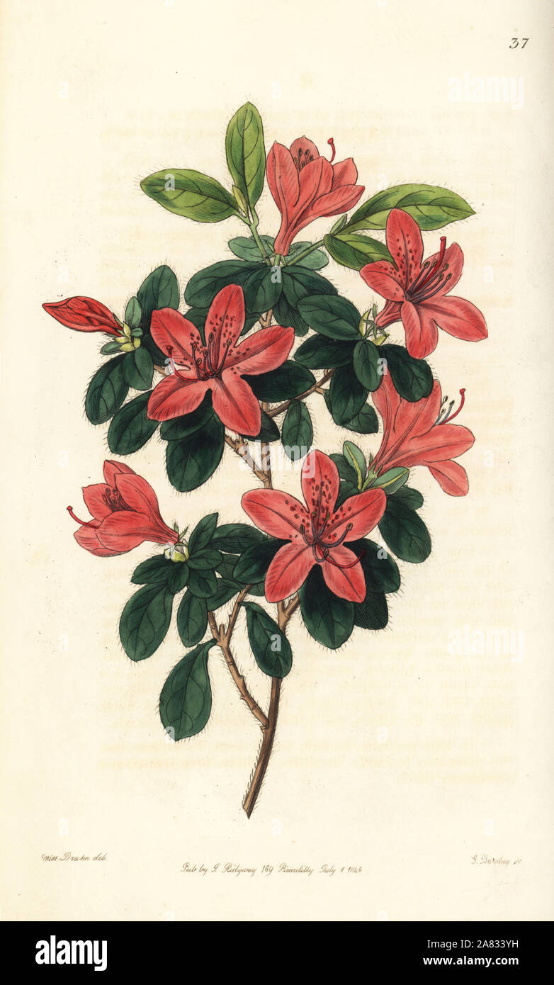Azalea Drawing Science Azalea botanical illustration hi-res stock photography and images - Alamy