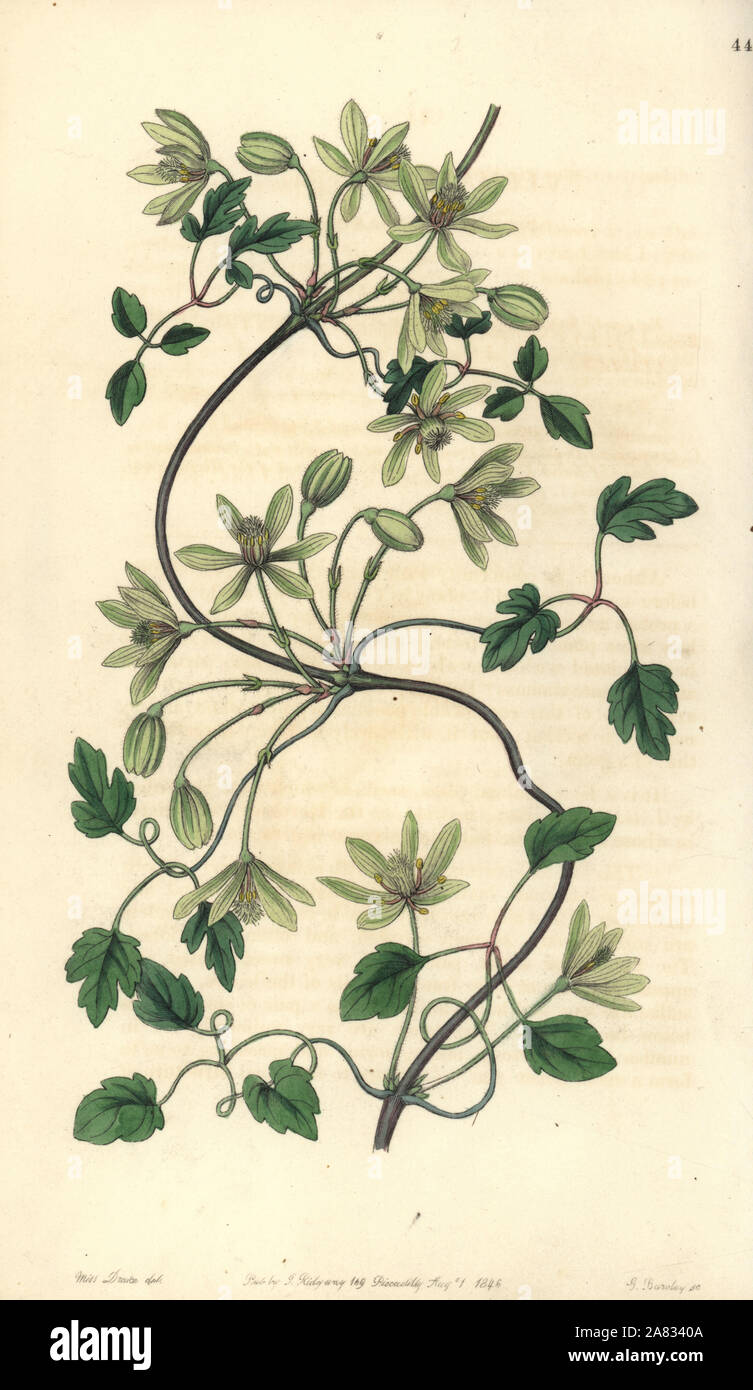 Clematis forsteri (Six-petaled virgin's bower, Clematis hexasepela). Handcoloured copperplate engraving by George Barclay after an illustration by Miss Sarah Drake from Edwards' Botanical Register, edited by John Lindley, London, Ridgeway, 1846. Stock Photo