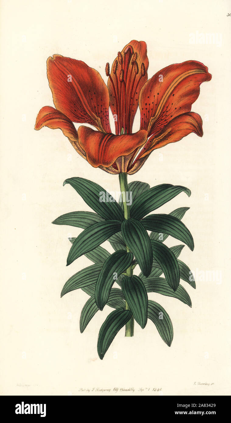 Fire lily, Lilium bulbiferum (Blood-red lily, Lilium sanguineum). Handcoloured copperplate engraving by George Barclay after an illustration by Miss Sarah Drake from Edwards' Botanical Register, edited by John Lindley, London, Ridgeway, 1846. Stock Photo