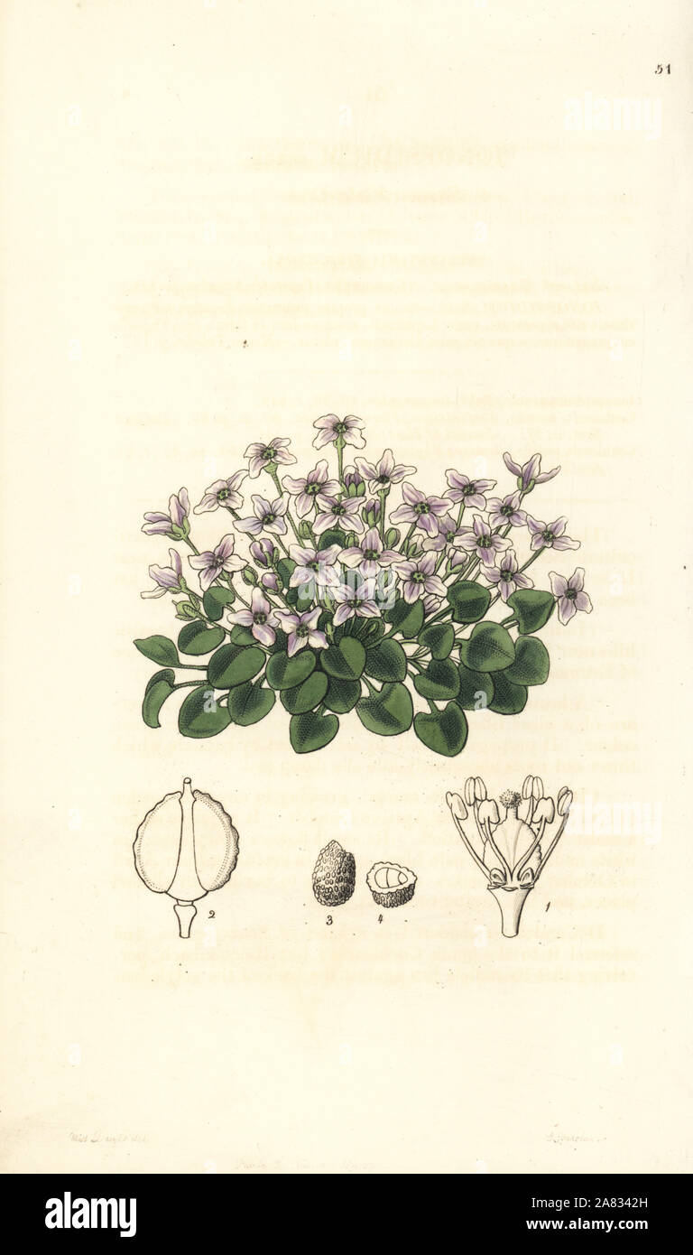 Violet cress, Cochlearia acaulis (Stemless violet-cress, Ionopsidium acaule). Handcoloured copperplate engraving by George Barclay after an illustration by Miss Sarah Drake from Edwards' Botanical Register, edited by John Lindley, London, Ridgeway, 1846. Stock Photo