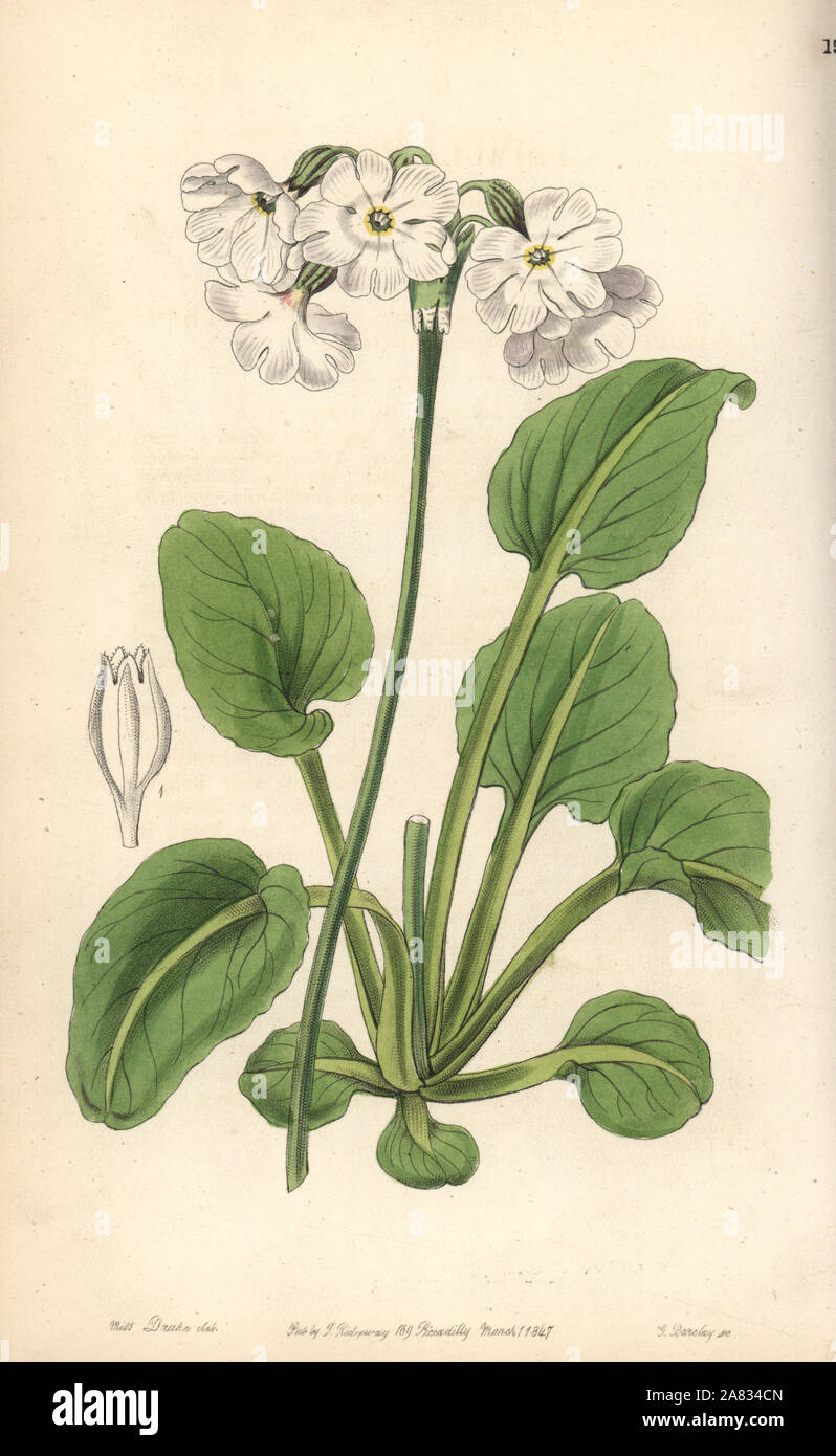 Tall pale primrose, Primula involucrata (Captain Munro's primrose, Primula munroi). Handcoloured copperplate engraving by George Barclay after an illustration by Miss Sarah Drake from Edwards' Botanical Register, edited by John Lindley, London, Ridgeway, 1847. Stock Photo