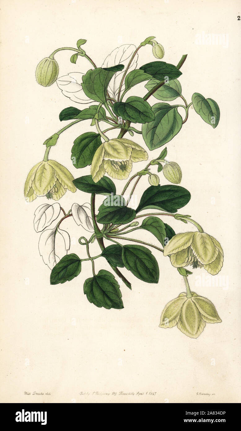 Clematis cirrhosa (Long-stalked Majorca virgin's bower, Clematis pedicellata). Handcoloured copperplate engraving by George Barclay after an illustration by Miss Sarah Drake from Edwards' Botanical Register, edited by John Lindley, London, Ridgeway, 1847. Stock Photo
