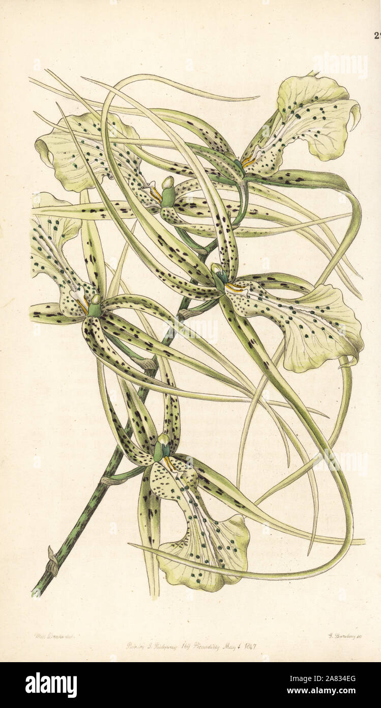 Warty brassia orchid, Brassia verrucosa (Long-armed brassia, Brassia brachiata). Handcoloured copperplate engraving by George Barclay after an illustration by Miss Sarah Drake from Edwards' Botanical Register, edited by John Lindley, London, Ridgeway, 1847. Stock Photo