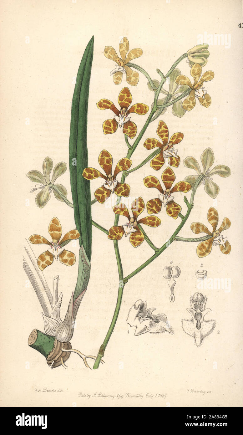 Staurochilus ionosmus orchid (Violet-scented cleisotome, Cleisostoma ionosmum). Handcoloured copperplate engraving by George Barclay after an illustration by Miss Sarah Drake from Edwards' Botanical Register, edited by John Lindley, London, Ridgeway, 1847. Stock Photo