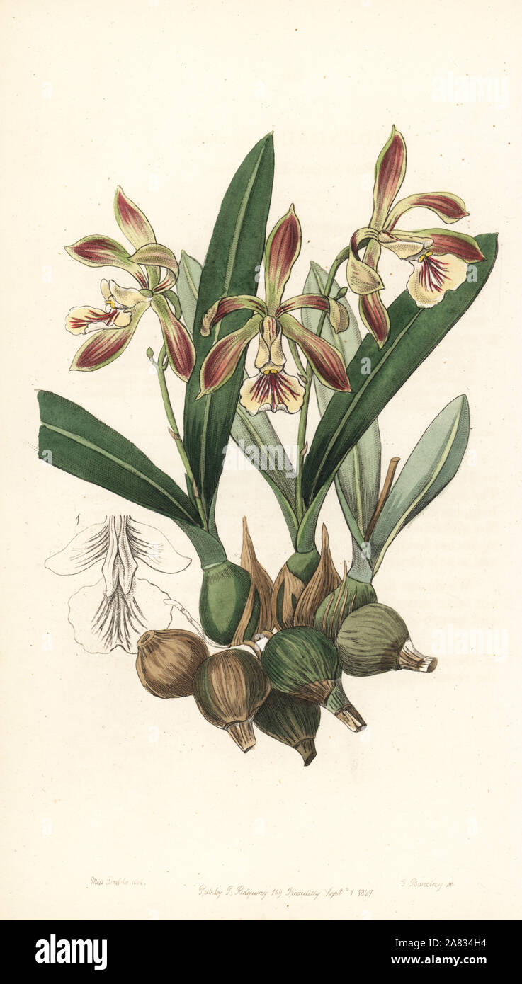 Pear-shaped encyclia orchid, Encyclia pyriformis (Pear-shaped epidendrum, Epidendrum pyriforme). Handcoloured copperplate engraving by George Barclay after an illustration by Miss Sarah Drake from Edwards' Botanical Register, edited by John Lindley, London, Ridgeway, 1847. Stock Photo