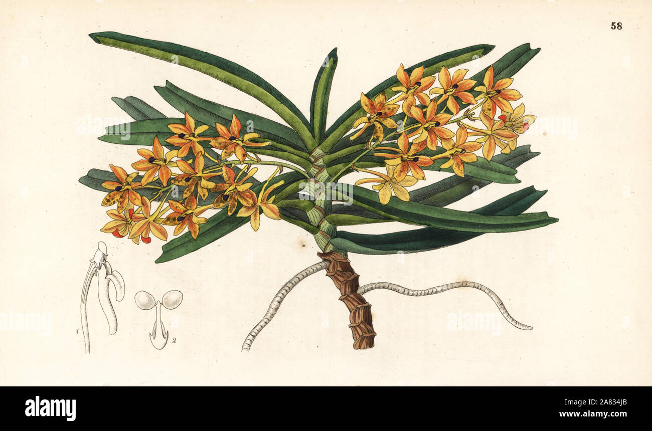 Rust-red ascocentrum orchid, Ascocentrum miniatum (Orange-red saccolabe, Saccolabium miniatum). Handcoloured copperplate engraving by George Barclay after an illustration by Miss Sarah Drake from Edwards' Botanical Register, edited by John Lindley, London, Ridgeway, 1847. Stock Photo