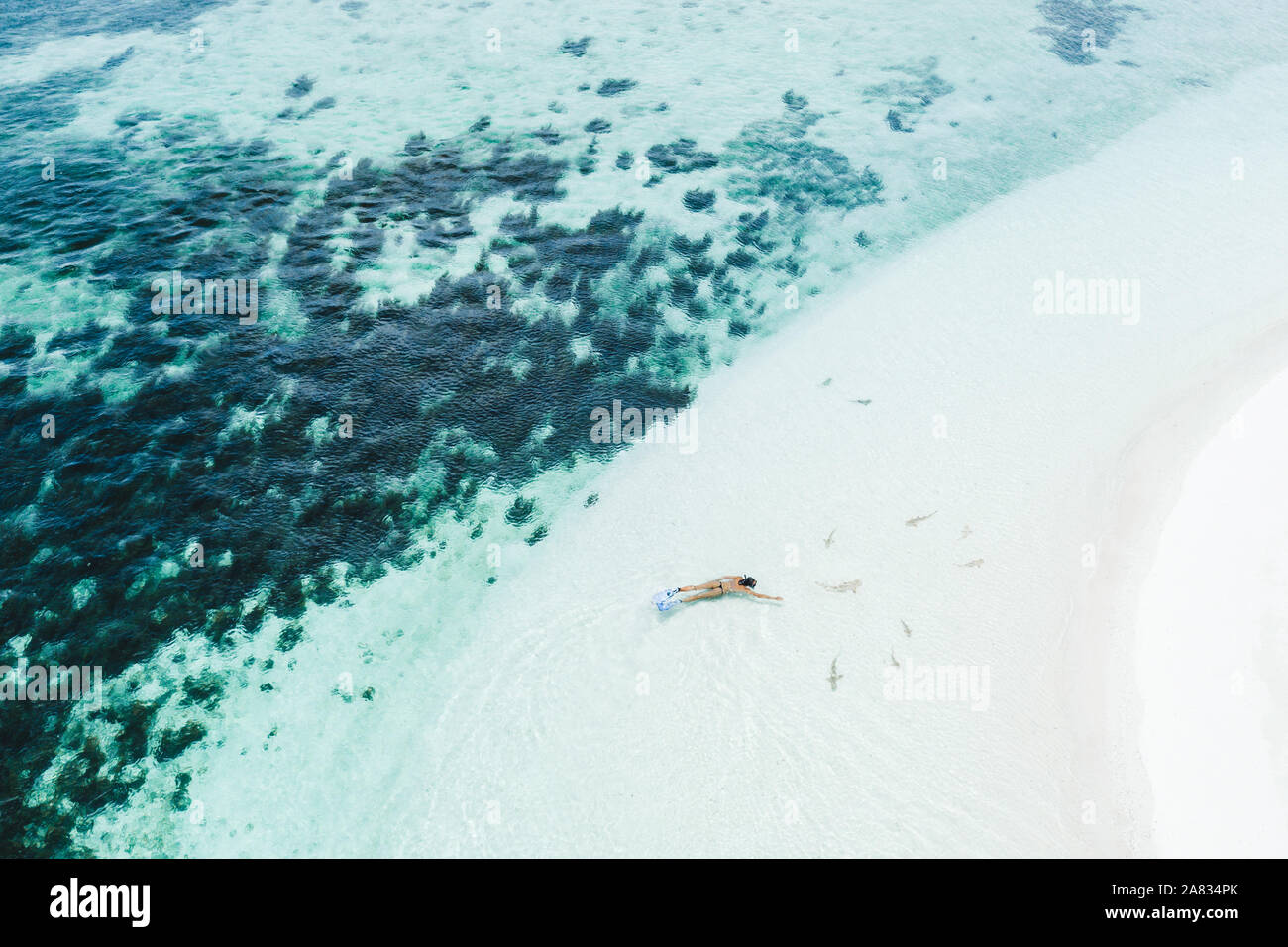 Shark swimming aerial hi-res stock photography and images - Alamy