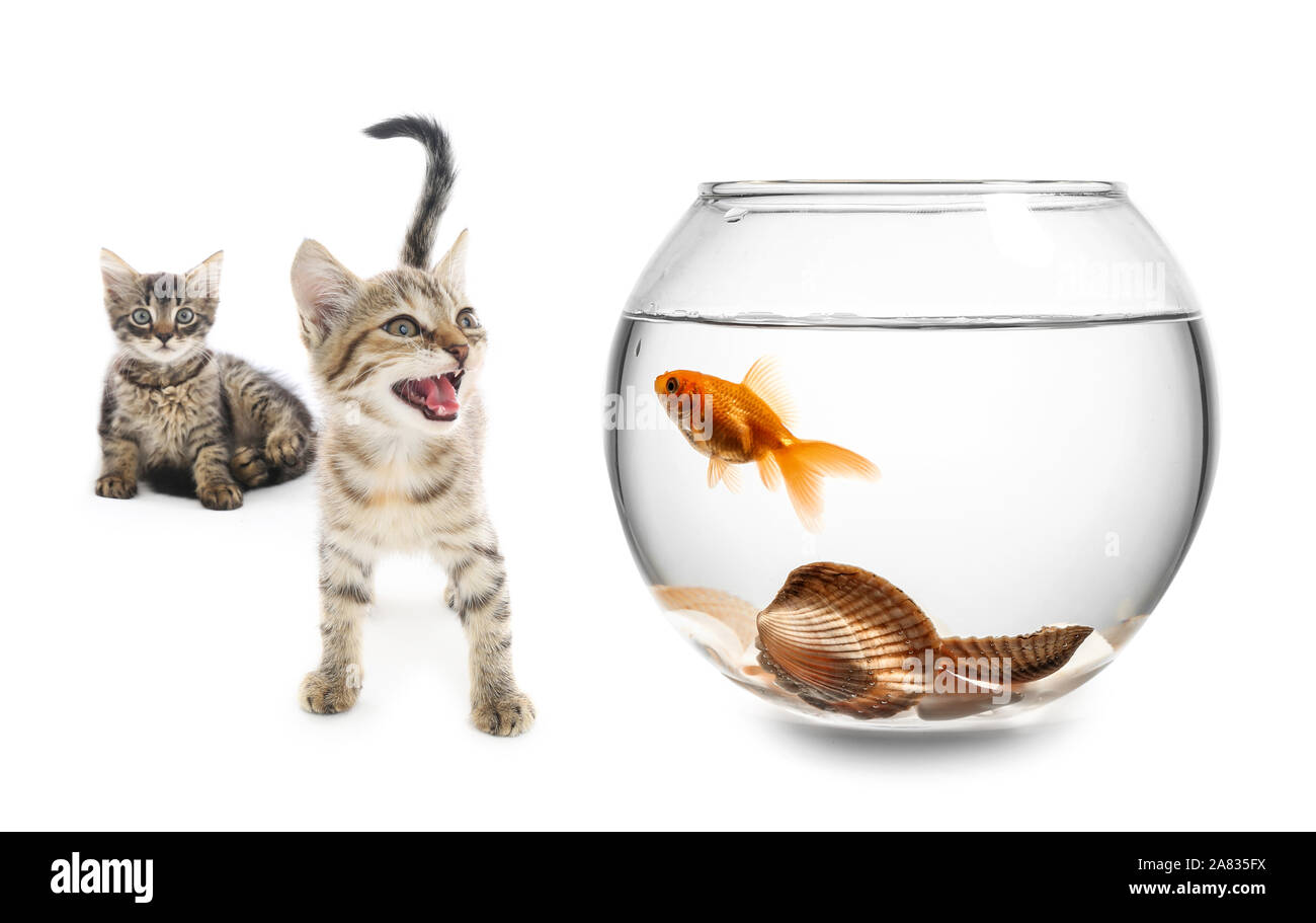 Cute kittens looking at fish in aquarium against white background Stock Photo