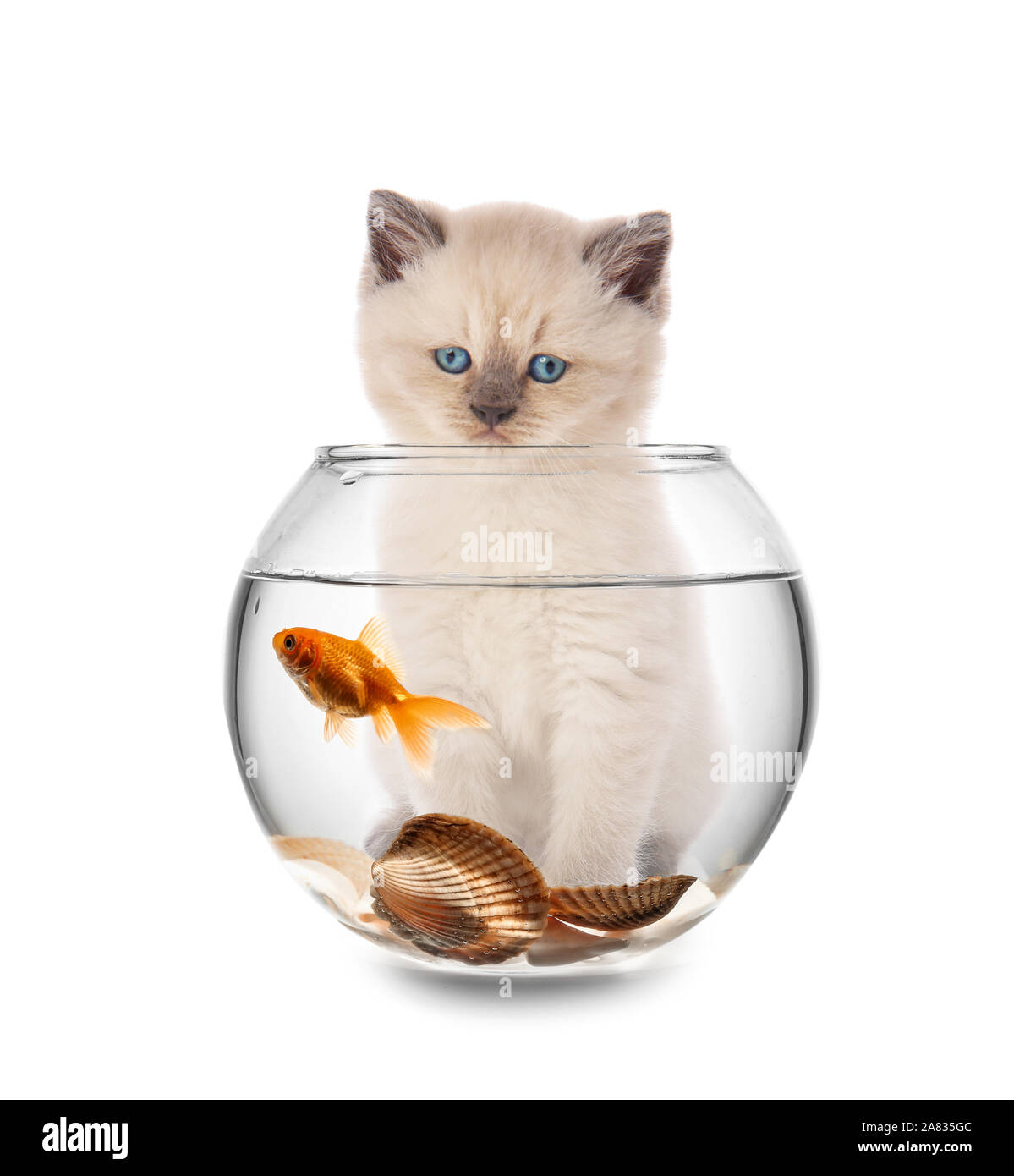 Cute kitten looking at fish in aquarium against white background Stock Photo