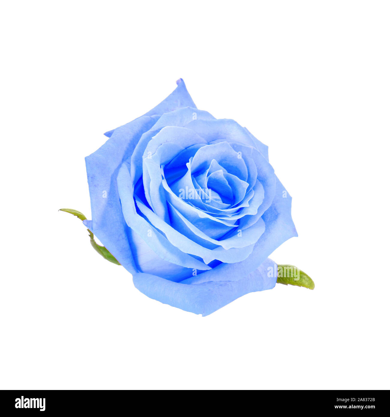 Beautiful blue rose flower on white background Stock Photo Alamy