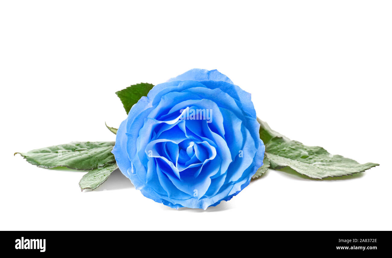 Beautiful blue rose flower on white background Stock Photo Alamy